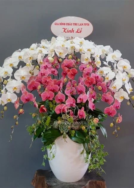 chậu lan hồ điệp 3