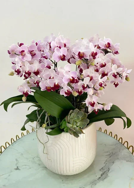 chậu lan hồ điệp 2
