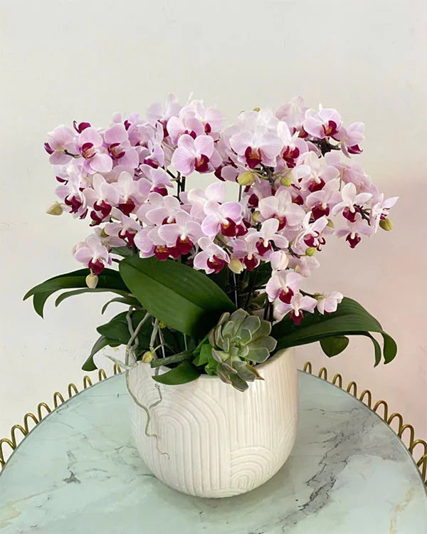 chậu lan hồ điệp 2