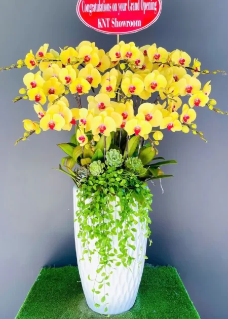 Chậu lan hồ điệp 4