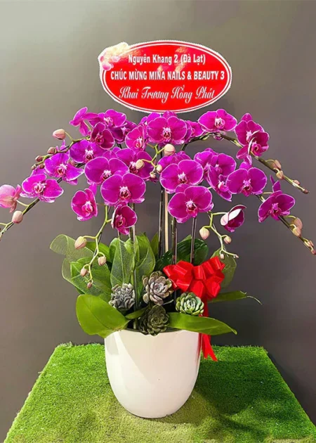 chậu lan hồ điệp