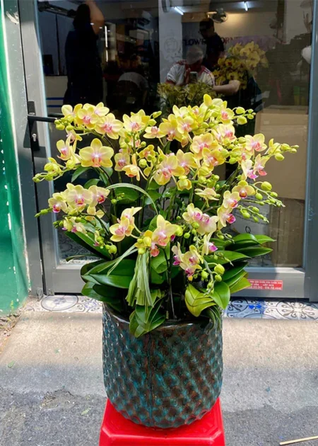 chậu lan hồ điệp vàng