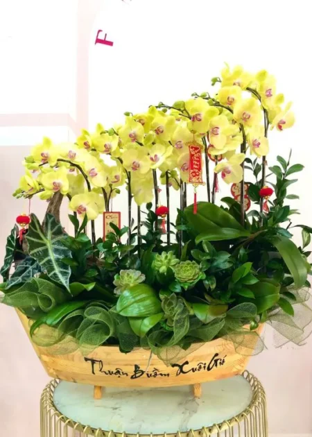 Chậu lan hồ điệp 5