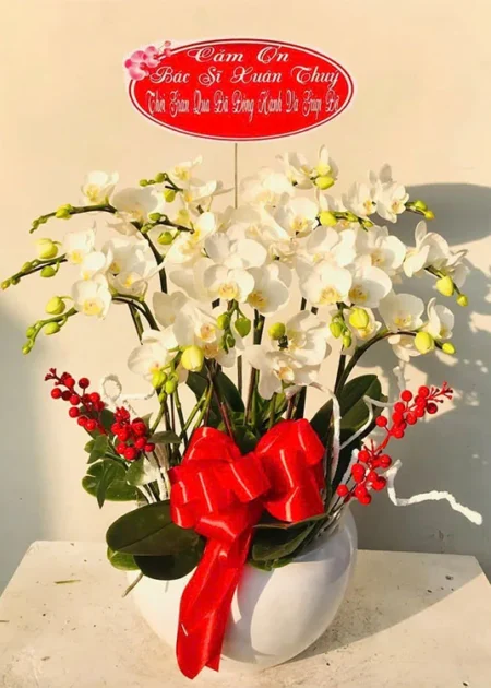 Chậu lan hồ điêp trắng
