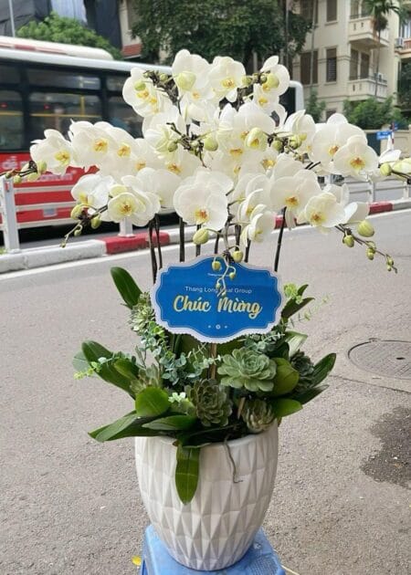 chậu hoa lan hồ điệp tráng