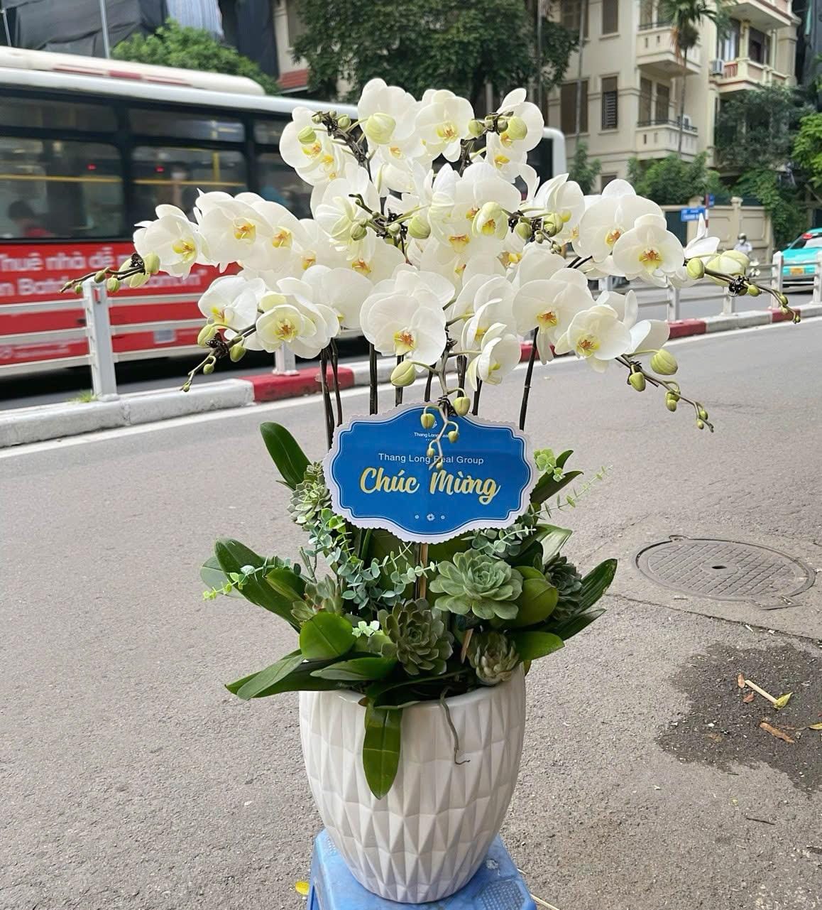 Chậu Hoa Lan Hồ Điệp Trắng " Bạch Ngọc Vinh Quang"-LHD013 1 chậu hoa lan hồ điệp tráng