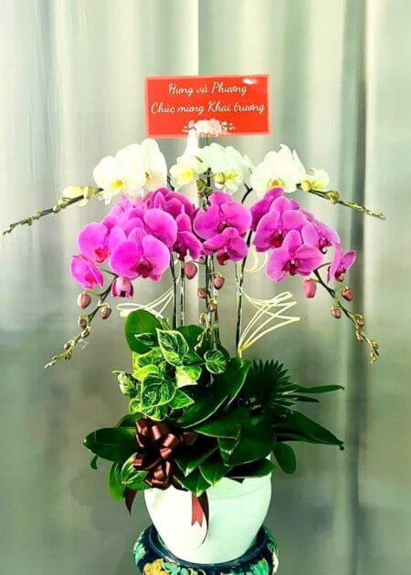 chậu hoa lan hồ điệp trắng tím