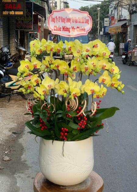 chậu lan hồ điệp vàng