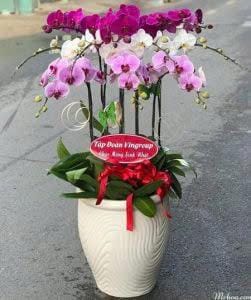 chậu lan hồ điệp tam sắc