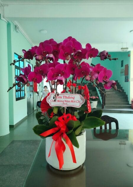 chậu lan hồ điệp tím