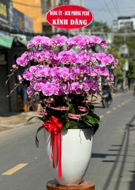 chậu lan hồ điệp tím sang trọng