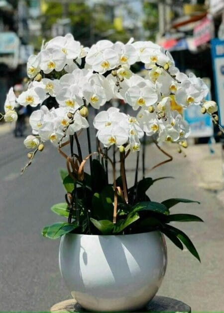 chậu lan hồ điệp trắng