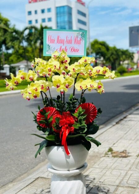 chậu hoa lan hồ điệp vầng