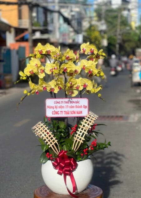 chậu lan hồ điệp vàng