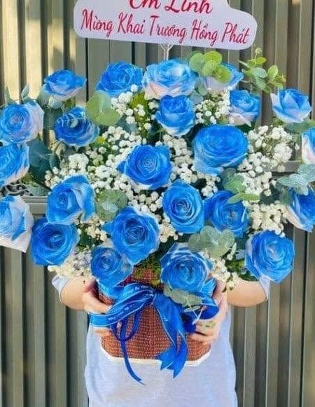giỏ hoa hồng xanh dương hy vọng