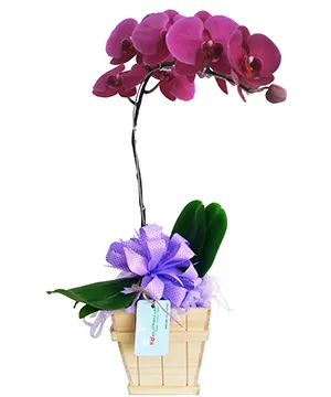 chậu lan hồ điệp sắc tím dịu dàng