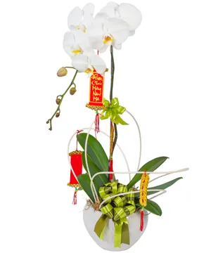 chậu lan hồ điệp phú quý lan