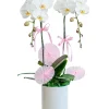 chậu lan hồ điệp lộc tài sum vầy