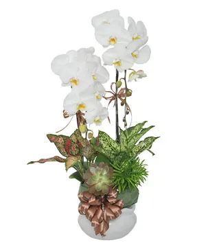 chậu lan hồ điệp thịnh vượng trường tồn