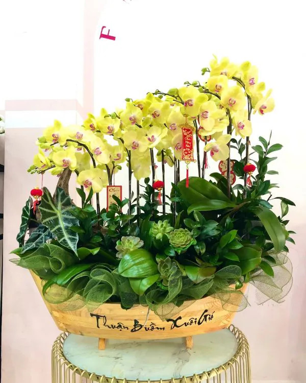 shop hoa tươi Bình Dương 15 chậu lan hồ điệp