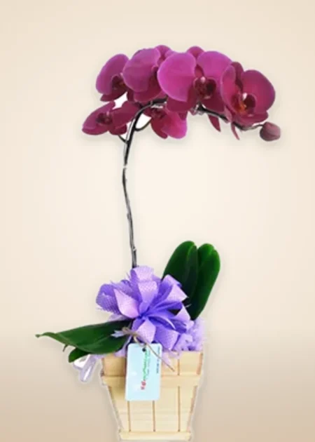 Chậu Lan Hồ Điệp Tím