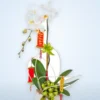 Chậu Lan Hồ Điệp Phú Quý Lan