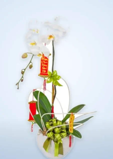 Chậu Lan Hồ Điệp Phú Quý Lan