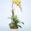 Chậu Lan Hồ Điệp Vượng Khí An Khang-DVLHD500 Đón Tết! 3 Chậu Lan Hồ Điệp Vượng Khí An Khang