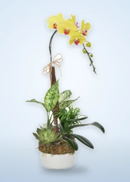 Chậu Lan Hồ Điệp Vượng Khí An Khang