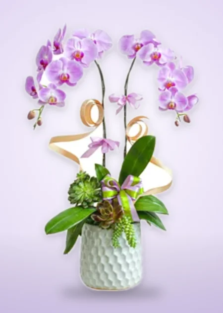 Chậu Lan Hồ Điệp Cát Tường Như Ý
