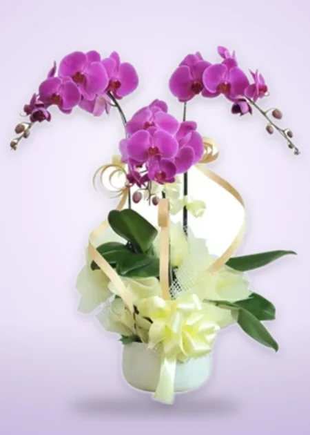 Chậu Lan Hồ Điệp Tím 3 Cành – Tam Hoa Khai Quý