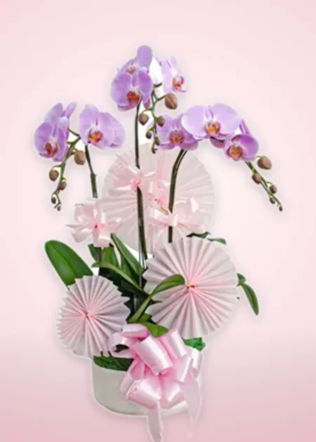 Chậu Lan Hồ Điệp Đại Phát Thành Công