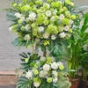 kệ hoa cúc nhện xanh trắng Mầm Xanh Khởi Sắc