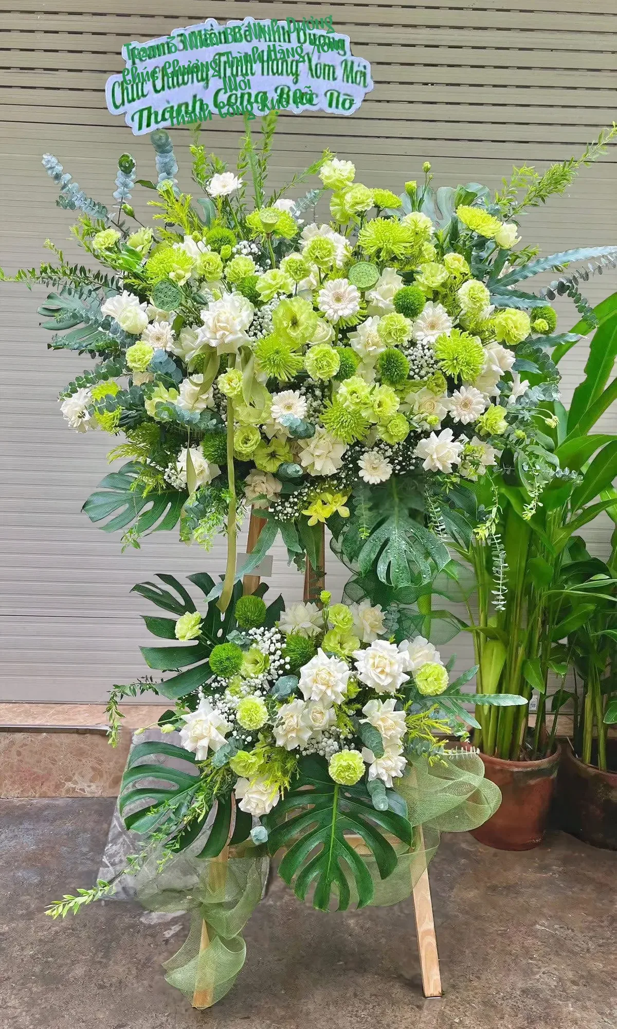 Kệ Hoa Cúc Nhện Xanh Trắng – Mầm Xanh Khởi Sắc – DVKT292 6 kệ hoa cúc nhện xanh trắng Mầm Xanh Khởi Sắc