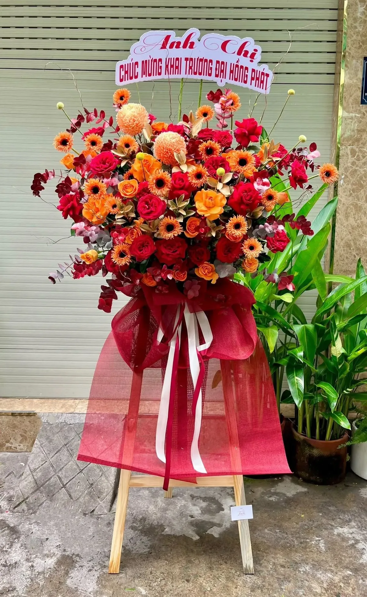 Kệ Hoa Đồng Tiền Cam Hồng Đỏ – Hoa Tiền Rực Lửa – DVKT294 6 kệ hoa đồng tiền cam hồng đỏ Hoa Tiền Rực Lửa