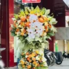 kệ hoa lan hồ điệp giấy xanh rêu Vững Móng Vươn Tầm