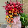 kệ hoa lan mokara đỏ Vinh Quang Rạng Rỡ